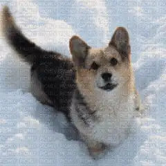 pupil-club-Nasi psi przyjaciele